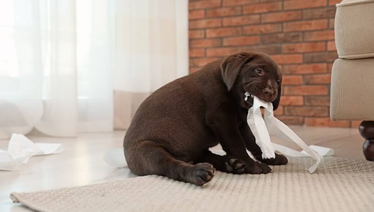 bisogni del cane in casa