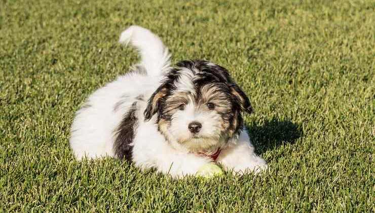 cagnolino scodinzola