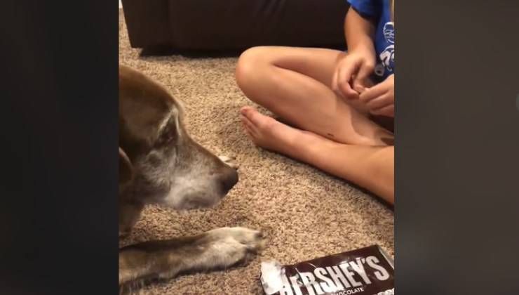 cane anziano mangia la cioccolata