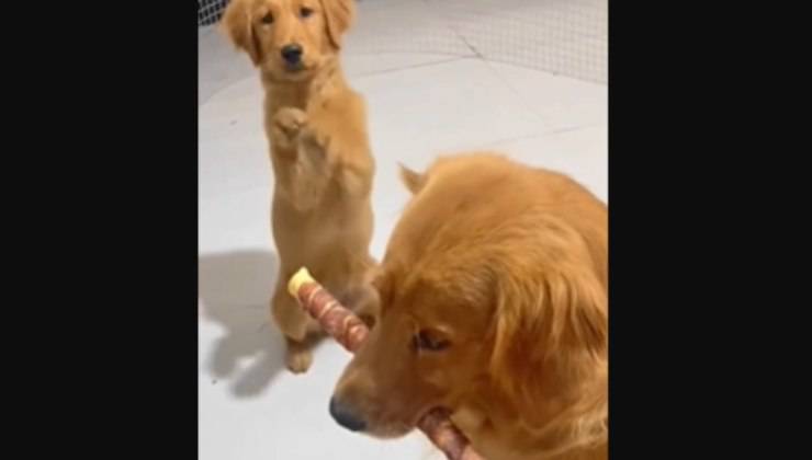 cane desidera lo spuntino