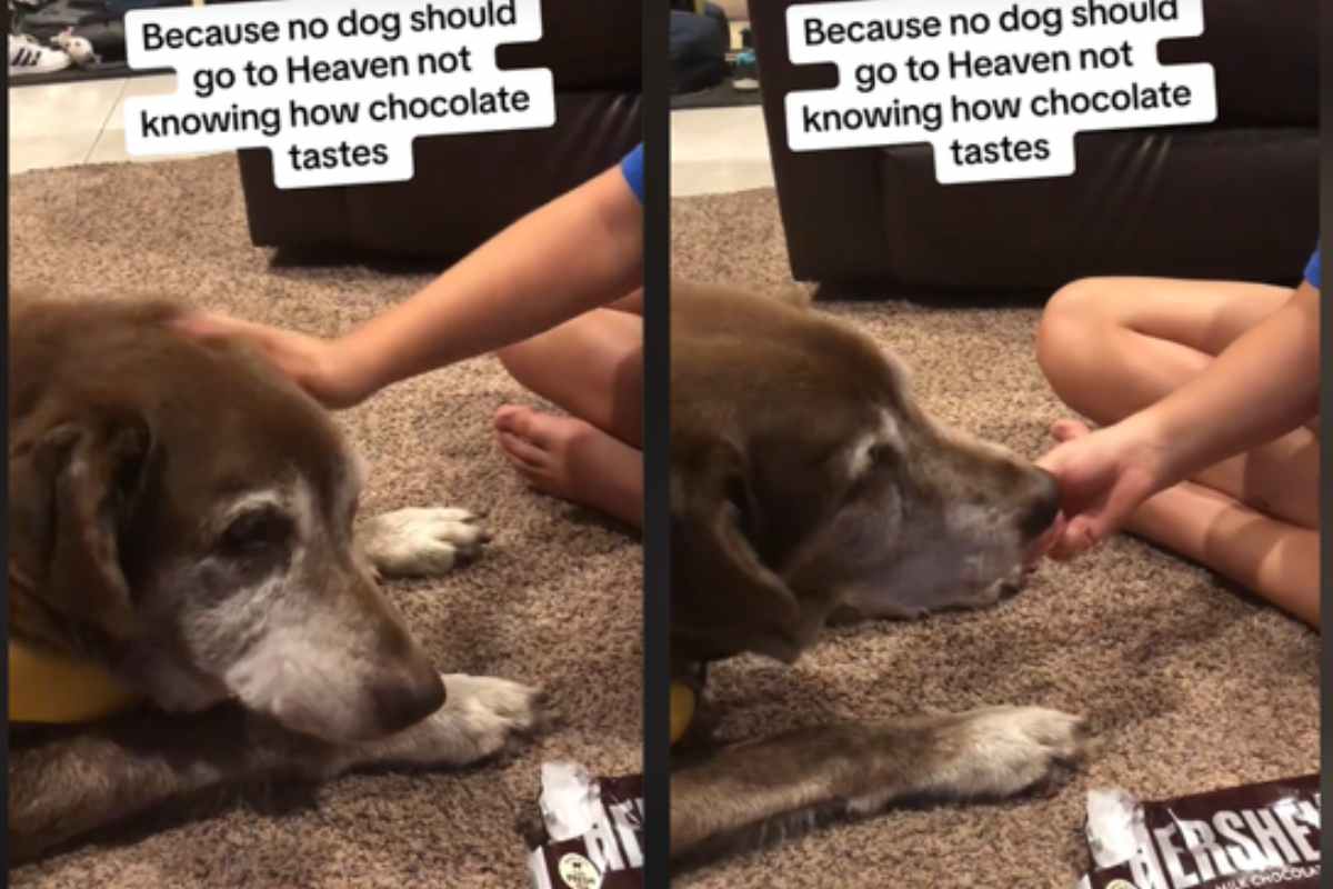 cane mangia la cioccolata