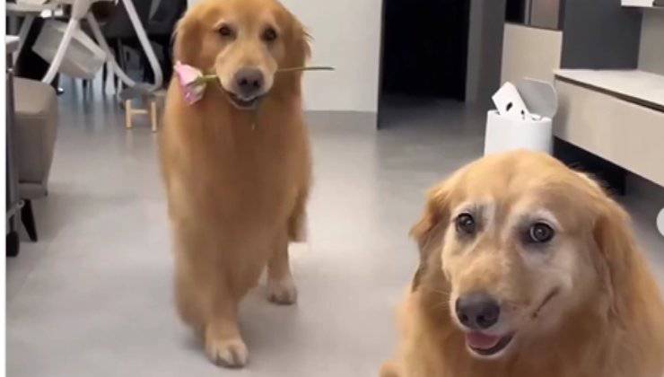 cane porta il fiore all'amico