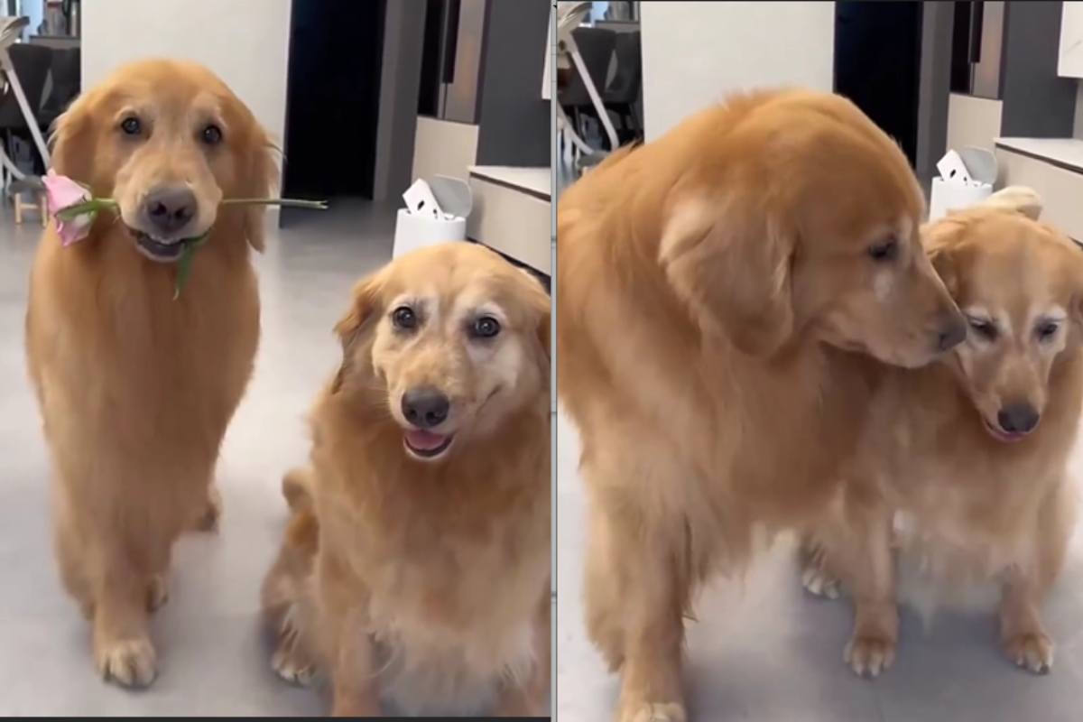cane porta un fiore all'amico per consolarlo