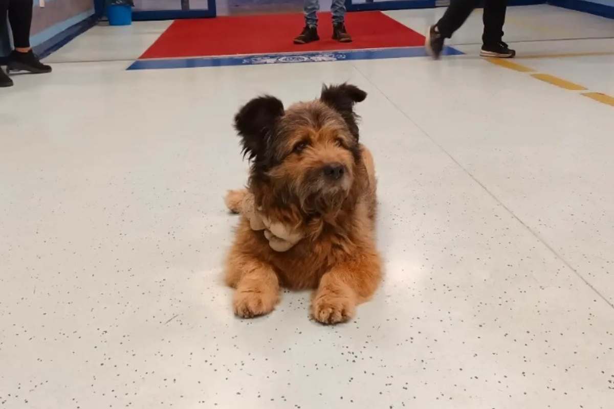 Cane aspetta all'ospedale