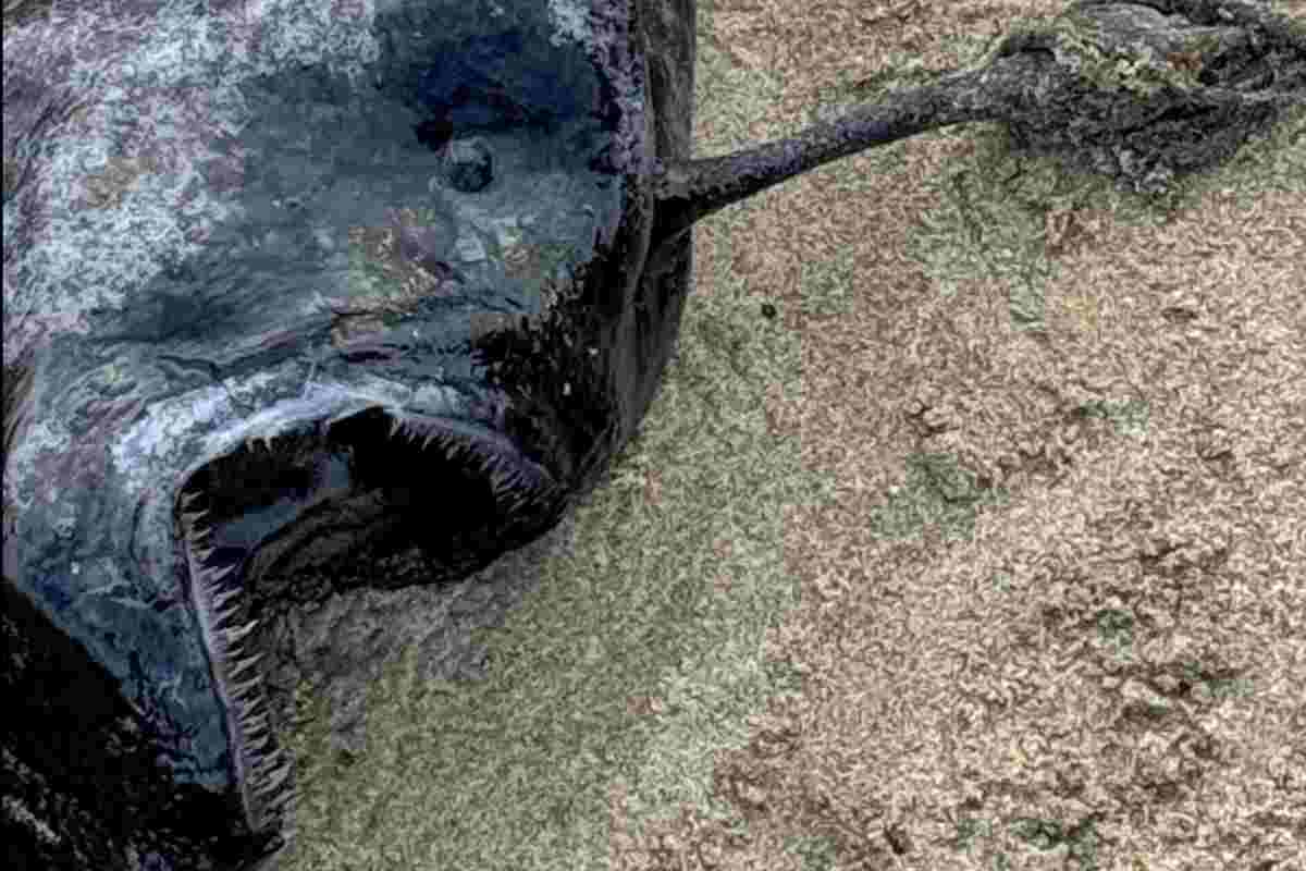 Ritrovamento sulla spiaggia