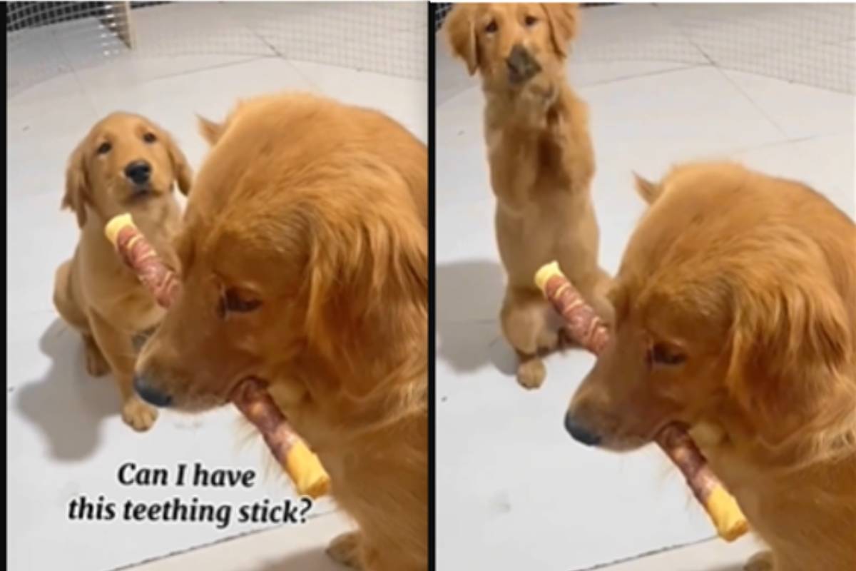 Lo vedevo implorare disperatamente per averlo: il video ha lasciato tutti senza parole