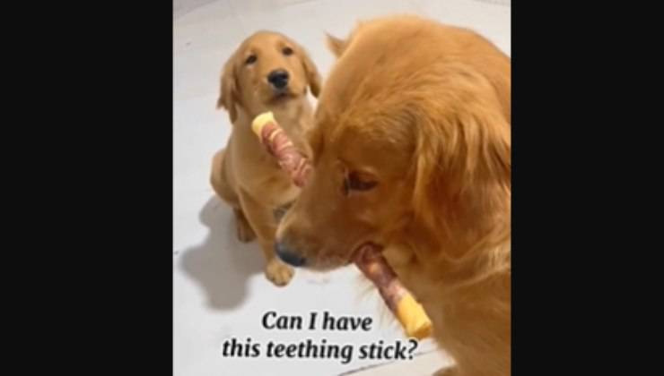 cucciolo implora la madre