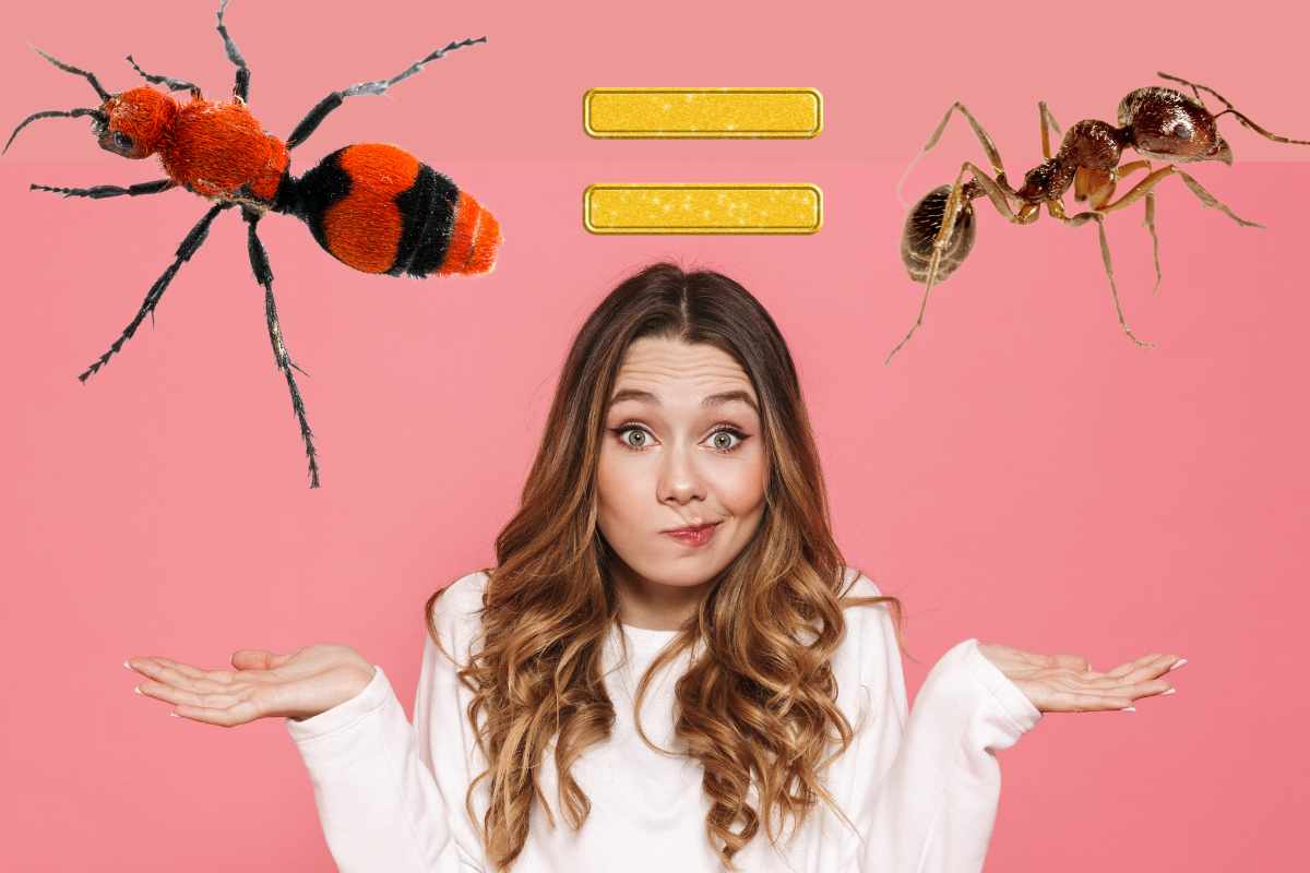 donna non sa se si tratta di una vespa rossa o di una formica