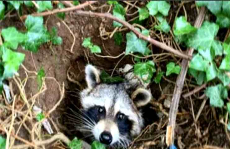nel giardino il piccolo intrappolato chiedeva aiuto