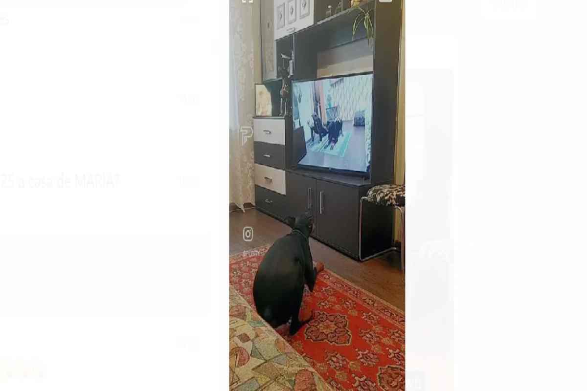 dobermann segue un programma di fitness imitando i movimenti 