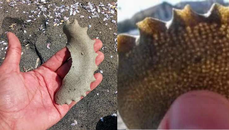 forma di vita sulla spiaggia