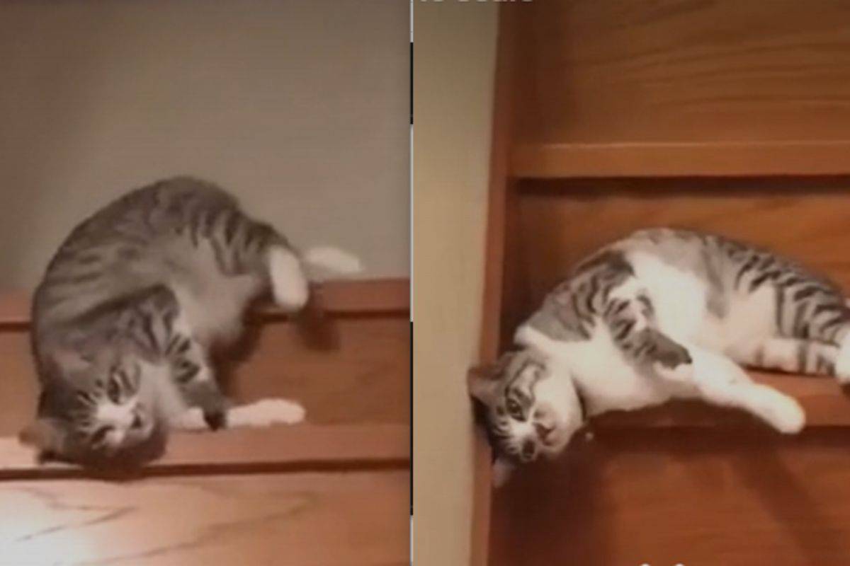 Pigro come un gatto e di più, ma il mio ha veramente esagerato: il video che ha estasiato il web