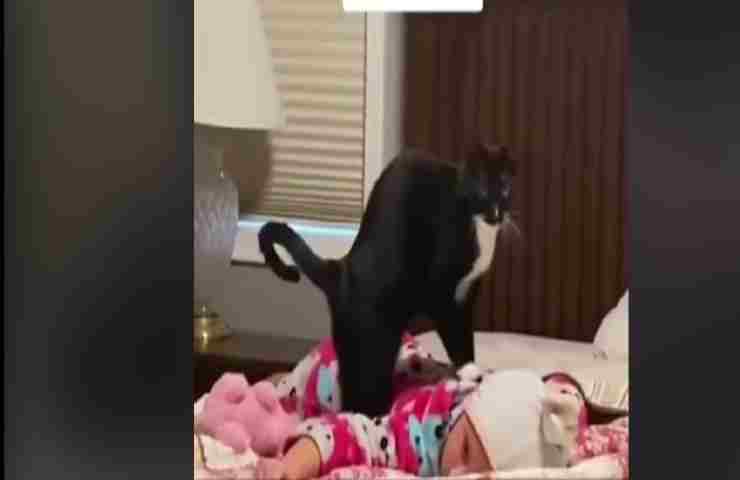 Gatto fa la pasta sulla schiena della bambina per calmarla