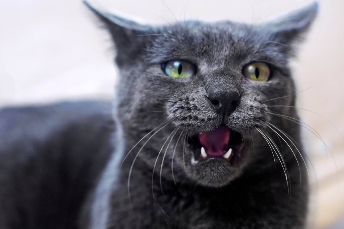 Non solo il cane, anche il gatto può ringhiare e spesso lo fa per lo stesso motivo