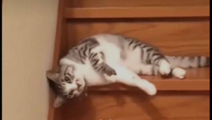 gatto scende le scale