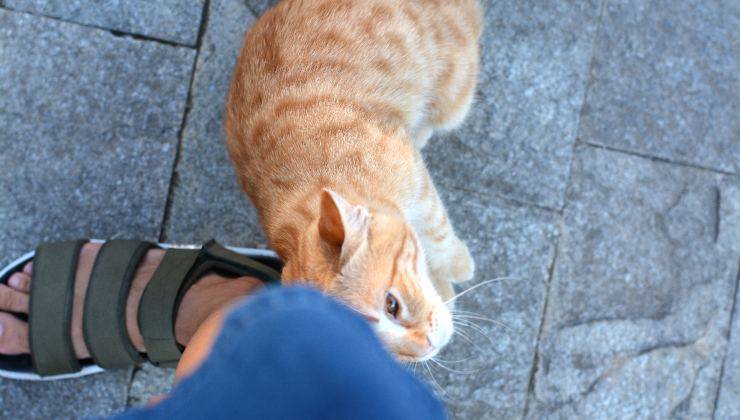 gatto si strofina per le coccole
