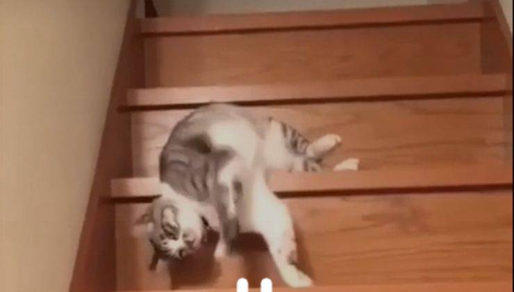 gattino pigro scende le scale