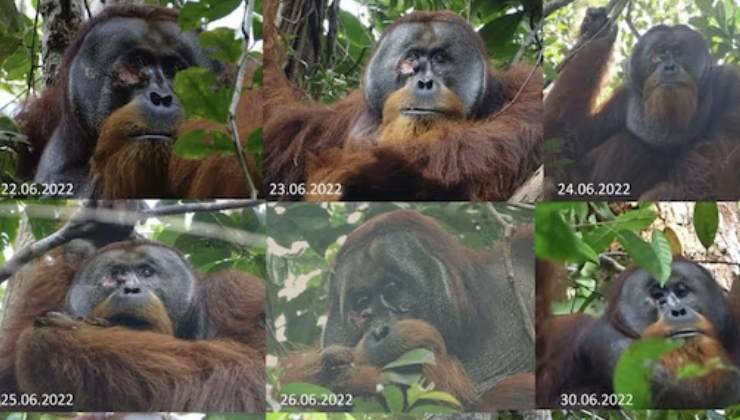 guarigione dell'orango