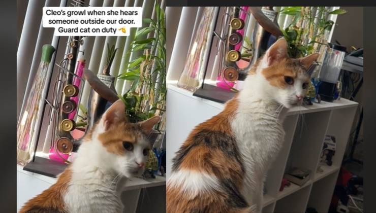 la gattina cleo ringhia