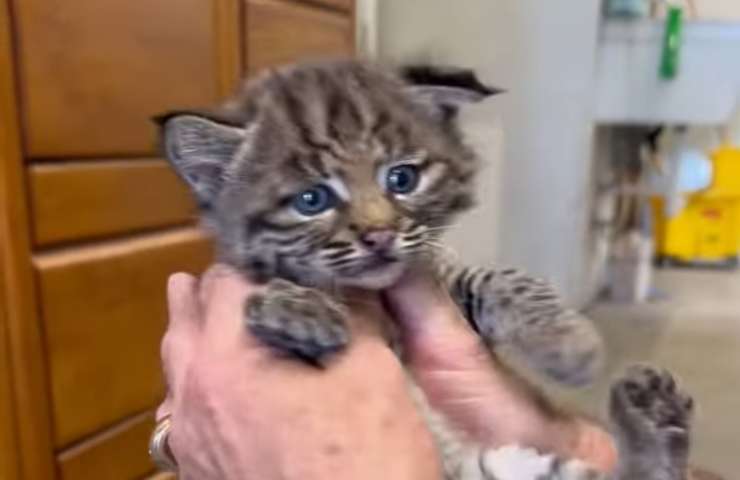 lince rossa abbandonata 