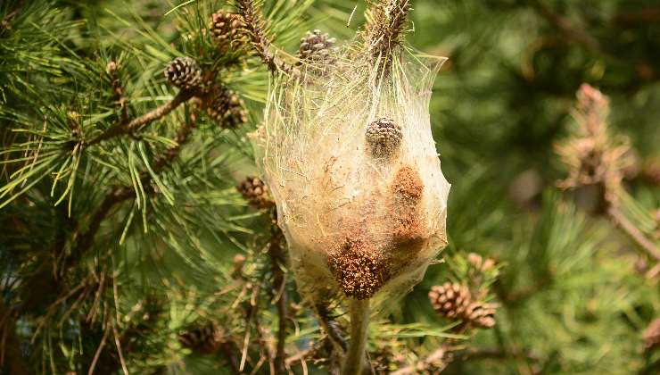nidi di processionaria sull'albero