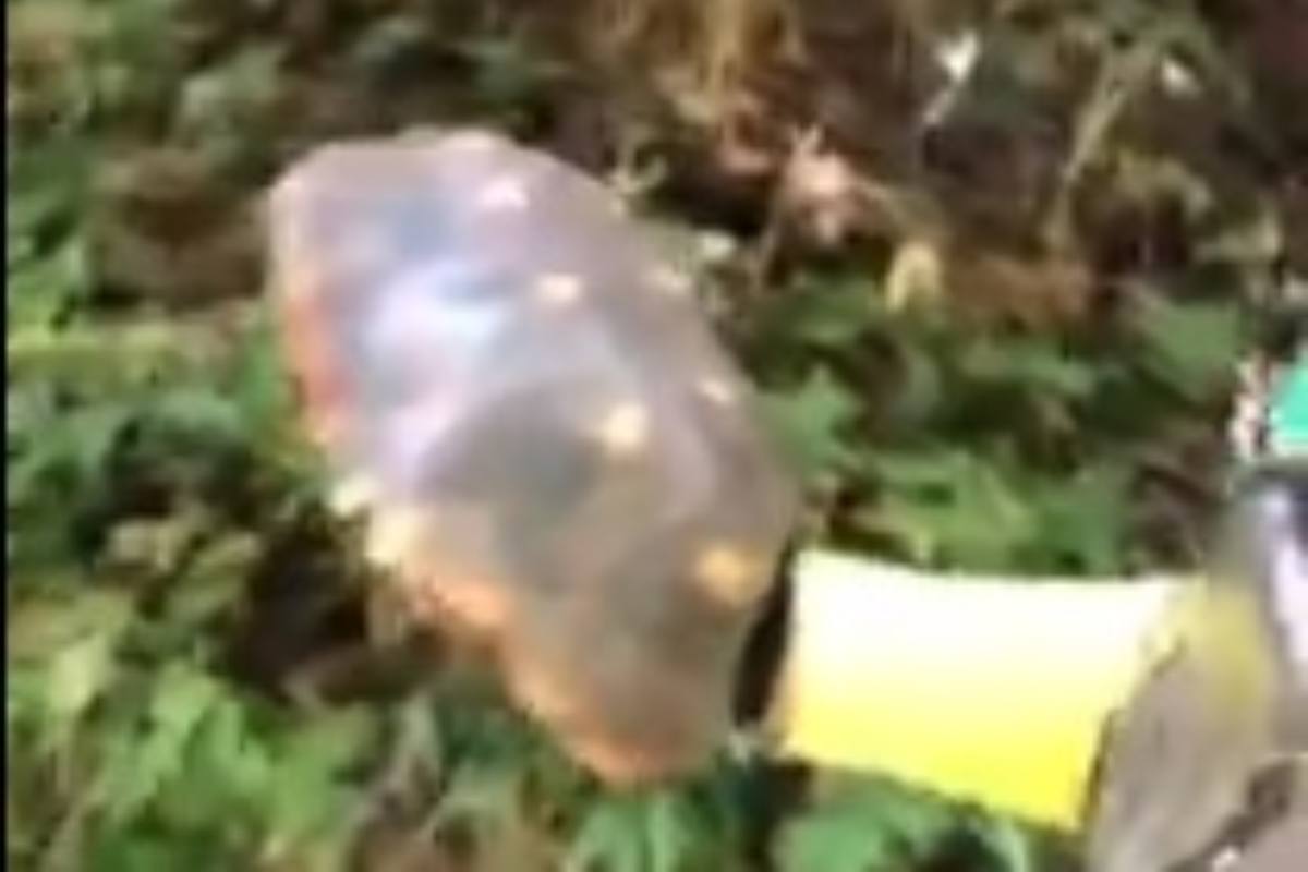 Una tartaruga che sembra un sasso