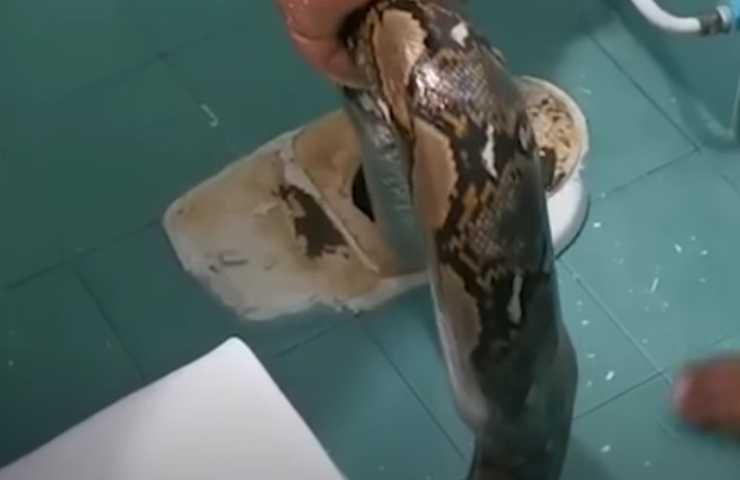 incastrato nel wc cercano di salvare il serpente