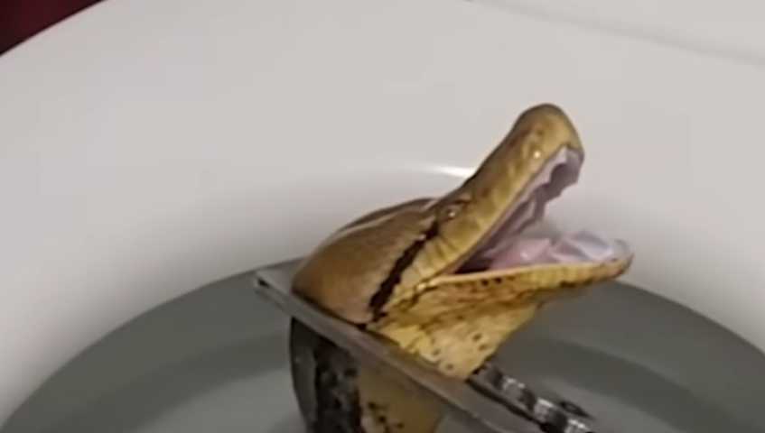serpente wc