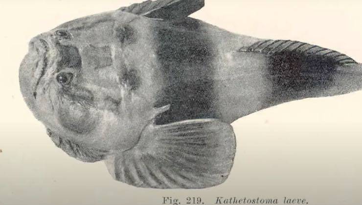 Disegno del pericoloso pesce prete 