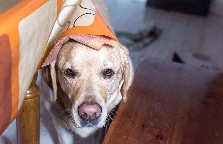 Cane sotto al tavolo