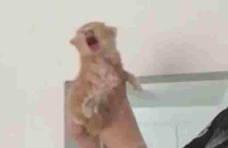 Sentivo delle urla dal soffitto, poi la rivelazione: erano prigionieri