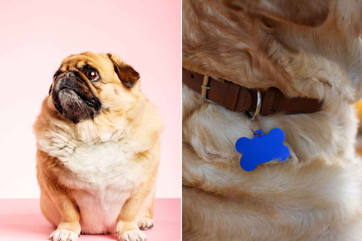 Messaggio segreto per evitare sgarri : il messaggio sul collare lascia tutti senza parole