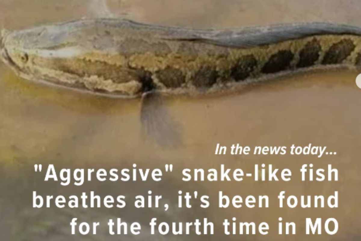 Nuovo avvistamento: respira anche sulla terra, sembra un serpente ma non lo è