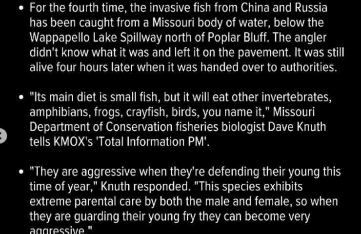 Allarme per il pesce dalla testa di serpente