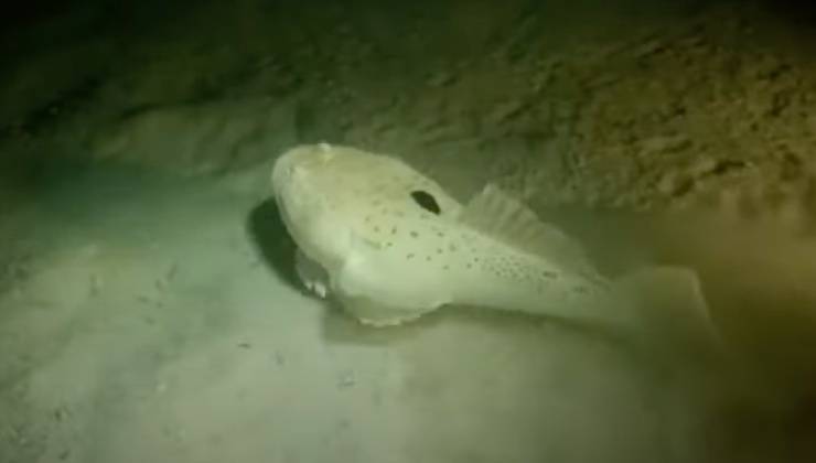 Pesce a cui fare attenzione sul fondale del mare 