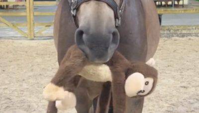 Cavallo da Guinness con scimmietta di peluche