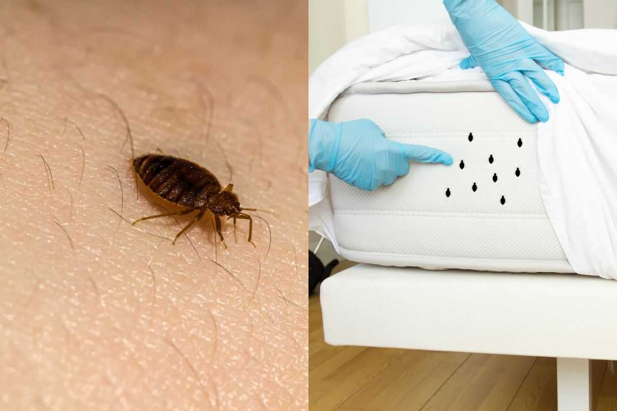 Sono terrorizzata! Di notte mi prude tutto e sento dei pizzichi: potrebbero essere le cimici dei letti?