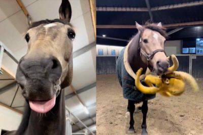 Cavallo gioca con peluche a forma di polpo