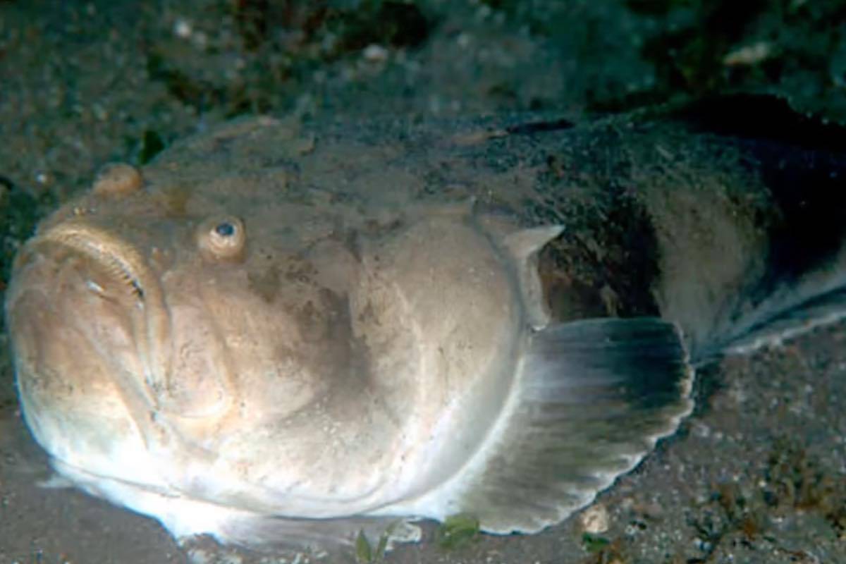 Pesce pericoloso nel mar mediterraneo