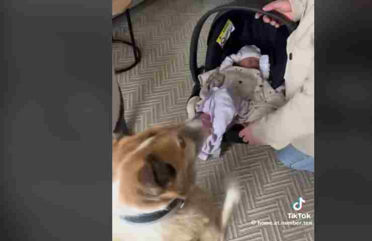 Neonato e cane in casa, quale sarà la reazione? quella di questo cucciolo è strepitosa e ha lasciato tutti senza fiato