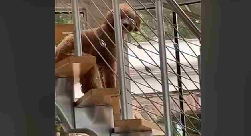 La realtà supera ogni fantasia, il suo modo di sedersi ha sconvolto il web