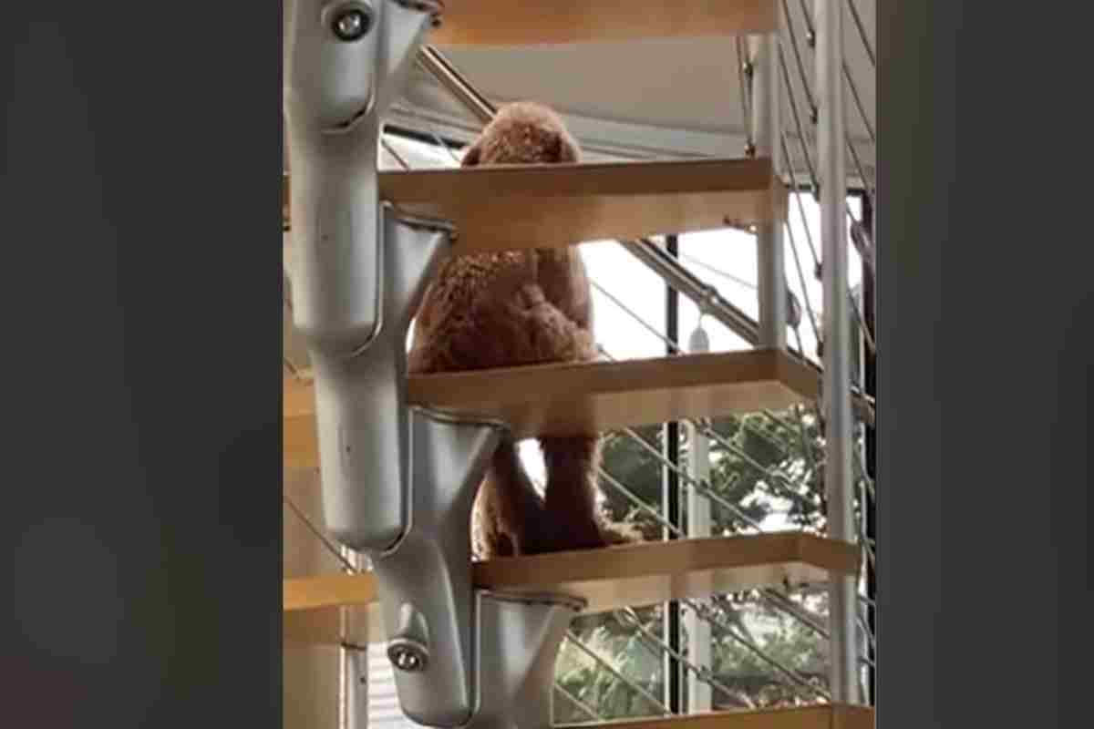 La realtà supera ogni fantasia, il suo modo di sedersi ha sconvolto il web