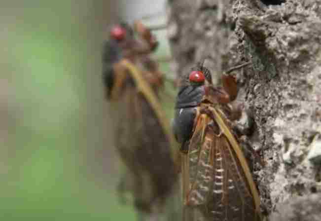 Dopo 221 anni tornano ad invadere il mondo : le cicale zombie tornano per riprodursi