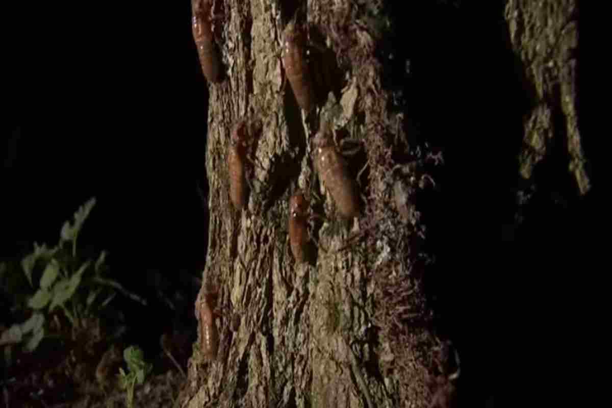 Dopo 221 anni tornano ad invadere il mondo : le cicale zombie tornano per riprodursi