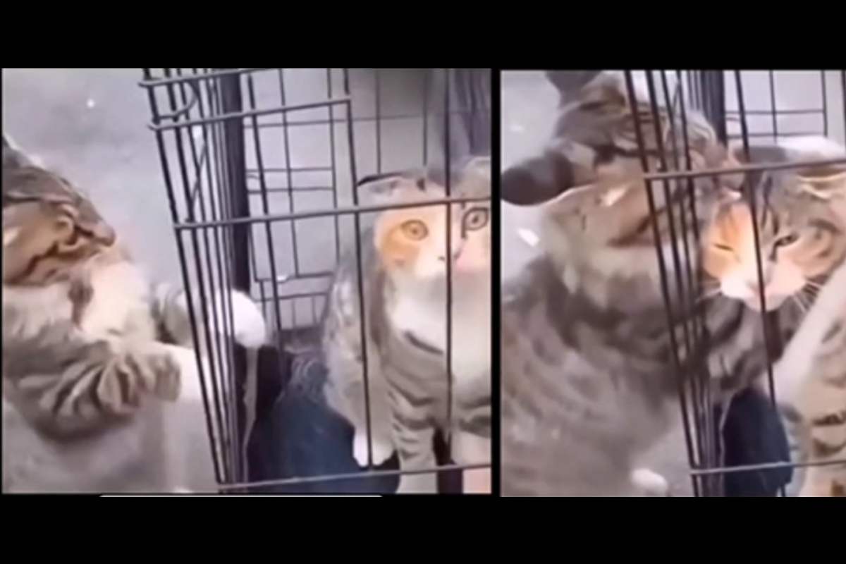 L'amicizia oltre ogni limite, viene adottato e corre ad abbracciare il suo migliore amico che non vedrà più