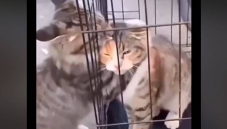 gatto abbraccia l'amico