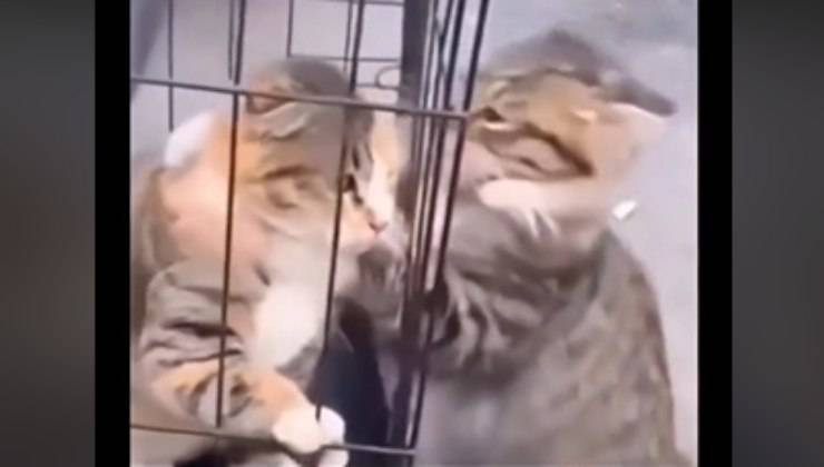 gatto adottato abbraccia l'amico