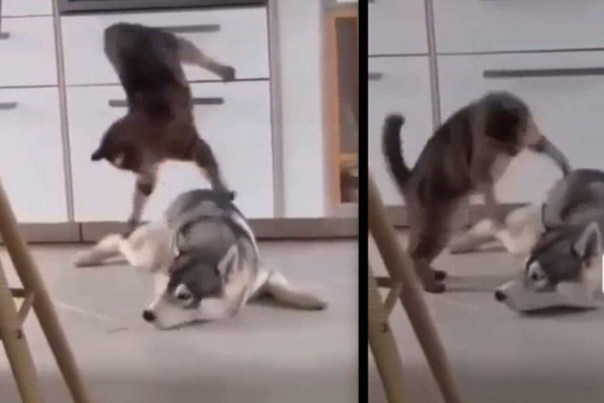 "Dai ti prego guardami!" il piccolo fa veramente di tutto per attirare la sua attenzione