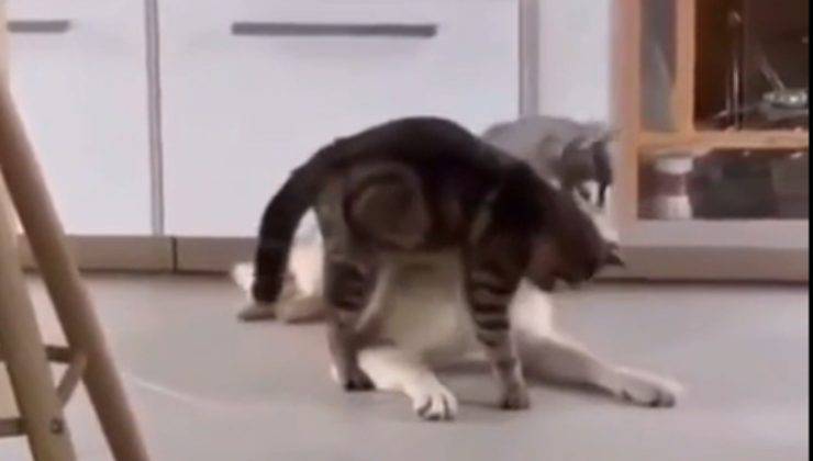 gatto attira l'attenzione del cane