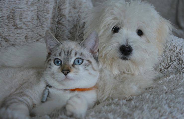 Cane e gatto vicini in casa 